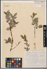 Salix aurita L. x Salix repens L. x Salix starkeana Willd.